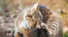 Чи можна потрапити від кота?